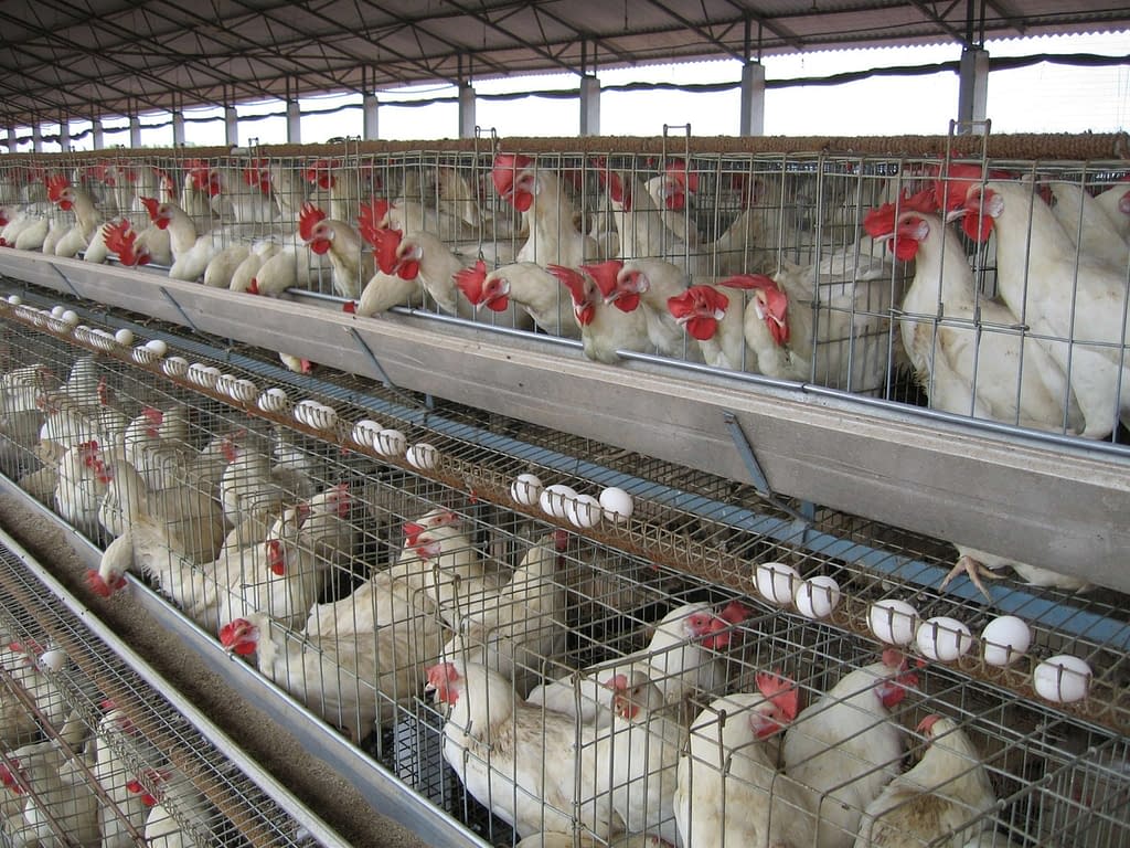 Download Egg Laying Chicken Cages Layer Cages 2021
