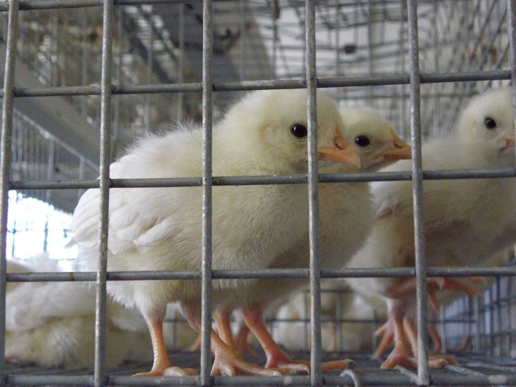 baby chicks/pullets standing in the poultry chicken cages made of weld mesh