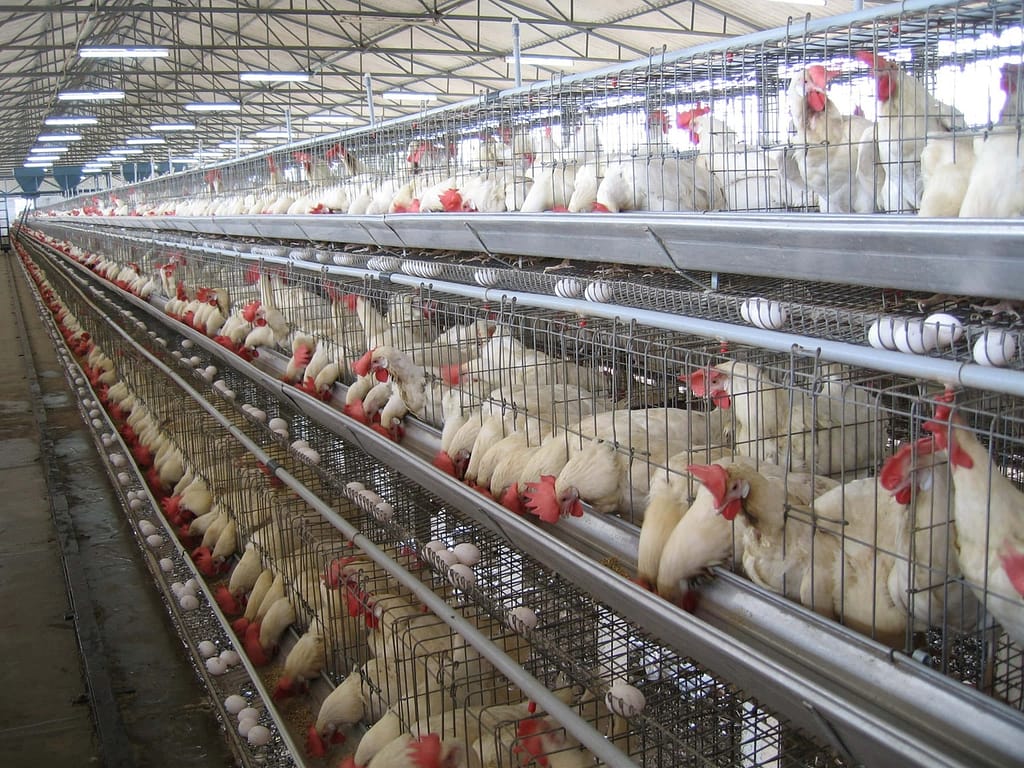 layer poultry farm