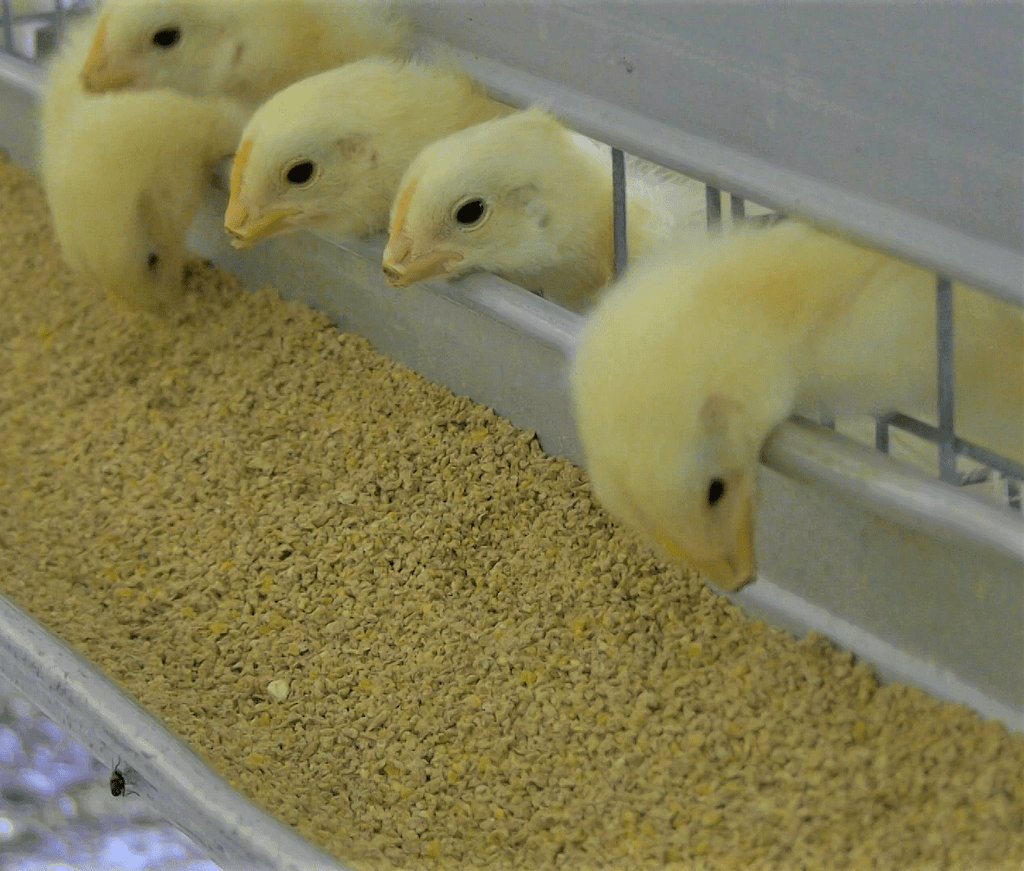 beak trimmed baby chick eating feed from chick cage feeder