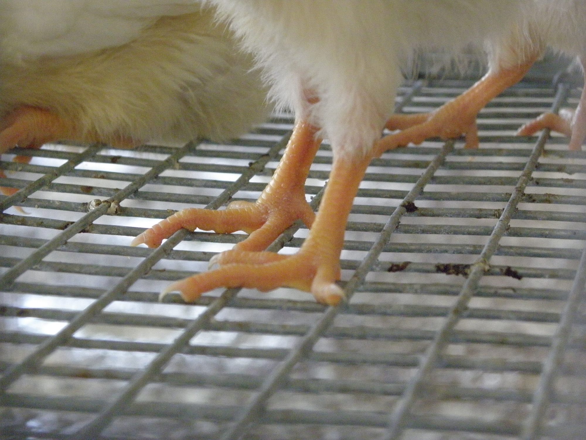 baby chick standing on the hard weld mesh